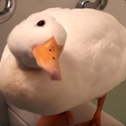 BlotSven