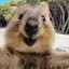 Im a Quokka (Vertig)