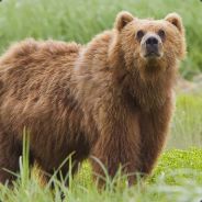 Kodiak Bear