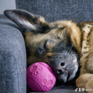 LeonMilankeydropwin.skins