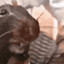 The Rat's avatar