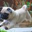 Grumble Of Pugs