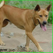 Chó Cần Giềng Xả