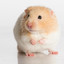 just a  hamster
