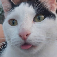 RatKing