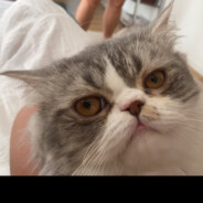 CatLord Steven from Novosibirsk