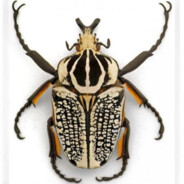 a literal Bug