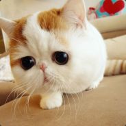 Big Avatar