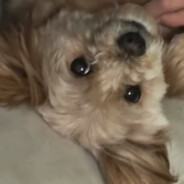 叫我麦当牢就好