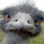 Emotive Emu