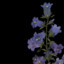 Delphinium