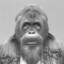 Orangutan