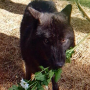 dogfood taste tester