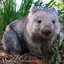 Wombat 4077