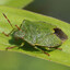 Bug