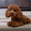 LIL hui cho be