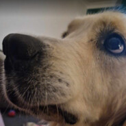 Toothbrush Terrorist