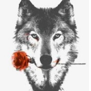 小狼★- ( ゜-゜)つ