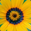 VeryFlowery