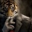 tigr0_o