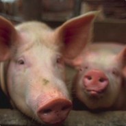 CS玩家沙漠-灰强的批爆