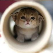 日追夜追好马难追