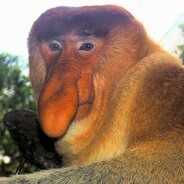 татова доця