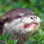 TheMightyOtter