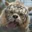 A Down Syndrome Tiger