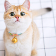 她说这是中非友谊