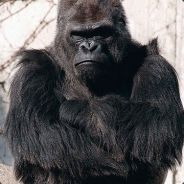 Killa Gorilla