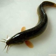 泥鳅到底滑不滑
