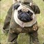 Sergeant Pugsy