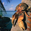 Coconut Crab