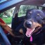dogs kill in hot cars