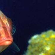 <=RD=>Kraska - steam id 76561197964533443
