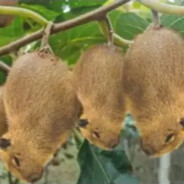 天才美少女剁椒