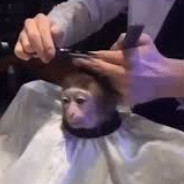 Mr. Monkey Mans