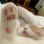 刺激的修猫咪
