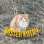 MISTER КОТАЧ