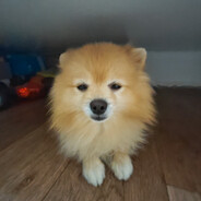 банановый пистру