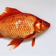 ThatRandomFish avatar