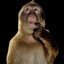 Mr. Monkey