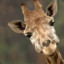 Giraffe Lover