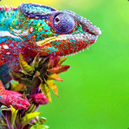 Undercover Chameleon