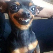 Pinscher Tremedeira
