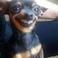 Pinscher Tremedeira