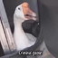 Criminal goose