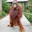 funkymonkey