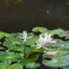 O.o你是我的白莲花吗？